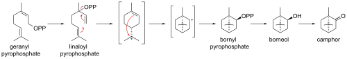Biosynthesis of camphor from geranyl pyrophosphate