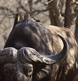 Oxpeckers perched on cape buffalo