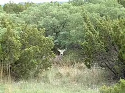 Mule deer (Odocoileus hemionus)
