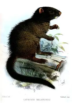 Drawing of black and brown hutia
