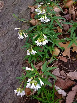 Cardamine concatenata, cutleaf toothwort