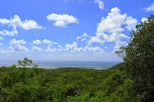 View of the forest from Carenero, Guánica.