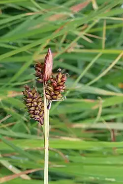 A stalk tipped with brown scales and cylindrical clusters of perigynia