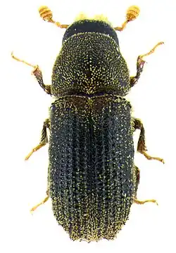 "Carphoborus cholodkovskyi"