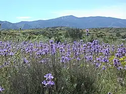 Caliente Peak, California