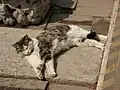 A short-haired black and white cat stretched out on a paving stone in the sun