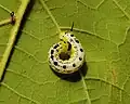 Early instar larva