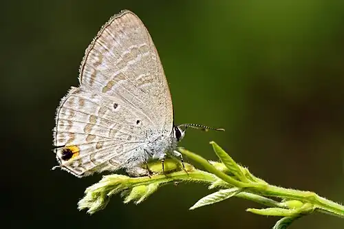 Ventral view