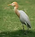 Eastern Cattle egret Ardea coromanda