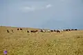 Grazing cattle