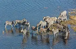 Plains zebras drinking at a river