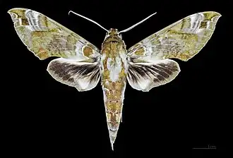 Cechenena helops papuana, female dorsal view