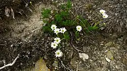 Some white flowers centred on a rocky scarp with a green bush behind them