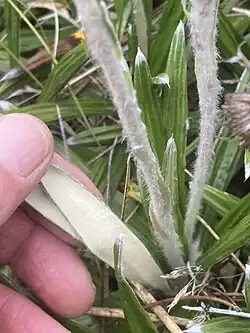 Leaf underside and flower stalks