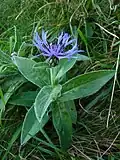 Mountain cornflower towards the Spitzkoepfe&nbsp;[fr].