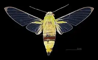 Dorsal female (coll. MHNT)