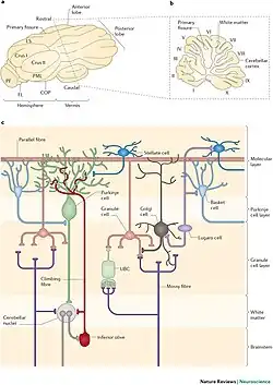 Classical view of cerebellar cytoarchitecture.
