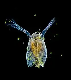 Ceriodaphnia dubia seen with dark field, ventral view, focus tracking, 400x magnification.