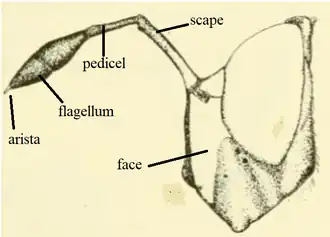 Cerioidini antennae diagram