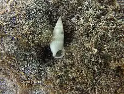Cerithium nesioticum