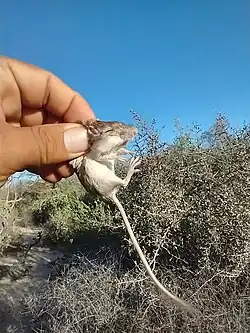 Brown and white long-tailed rat