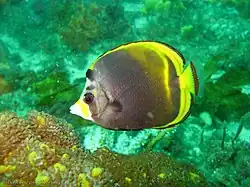 Black butterflyfish Chaetodon (Rabdophorus) flavirostris