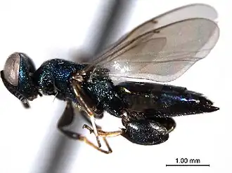Chalcedectus hyalinipennis