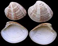 Left and right valve of Chamelea striatula, inside and outside view