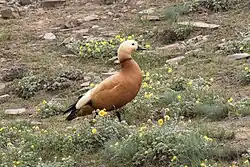 Ruddy shelduck & wildflowers, Jun 2018