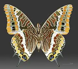 C. jasius. Roquebrun, France. Male Underside