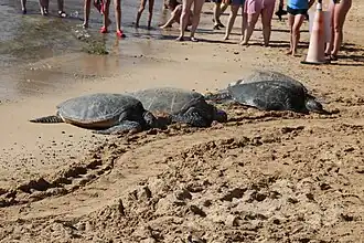 Green sea turtles on the beach