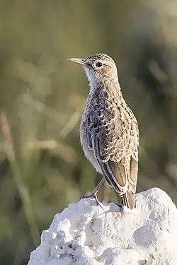 C. a. erikssoni in Etosha National Park