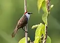 Image 3The chestnut-capped babbler (Timalia pileata) is a passerine bird of the Timaliidae. It is monotypic within the genus Timalia. The pictured specimen of this native bird of Bangladesh was photographed at Himchari National Garden, Cox's Bazar. Photo Credit: Syedabbas321
