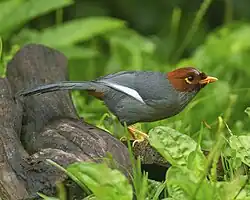 greyish bird with reddish brown head eating grub