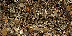 Chihuahuan hook-nosed snake (Gyalopion canum), Brewster County, Texas
