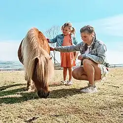 Meeting the miniature ponies at Pennywell Farm
