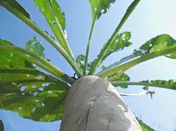 A radish growing in China