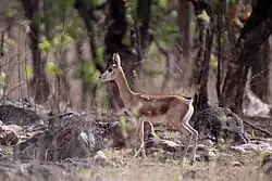 Chinkara (Gazella bennettii) or Indian gazelle
