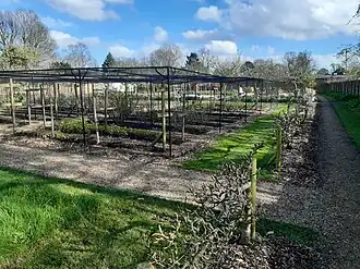 Kitchen garden: currant bushes under netting
