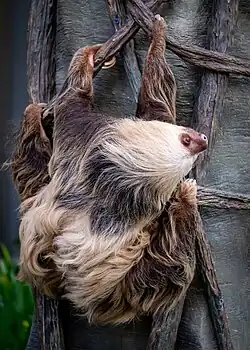 Chloe the Sloth at the zoo
