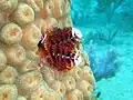 Christmas tree worm on brain coral