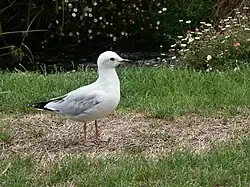 Immature gull with spotting on the wing