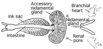 Ventral view of the viscera, showing the absence of a visceral photophore and the presence of the accessory nidamental gland.