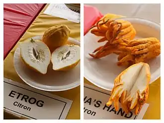 Cross section of variety etrog citron, and in fingered citron