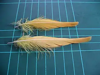 Citron-crested cockatoo (Cacatua citrinocristata) crest feathers (on 1 cm grid)