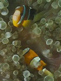 Two clownfish on a sea anemone