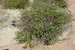 Clinopodium dentatum