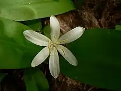The solitary flower of Clintonia uniflora has six tepals and six stamens.
