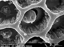 SEM image of Cobaea scandens pollen