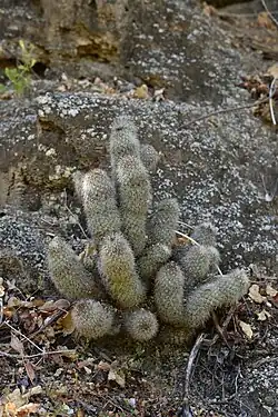 Plant growing in limestone habitat in San Dionisio, Baja California Sur, Mexico